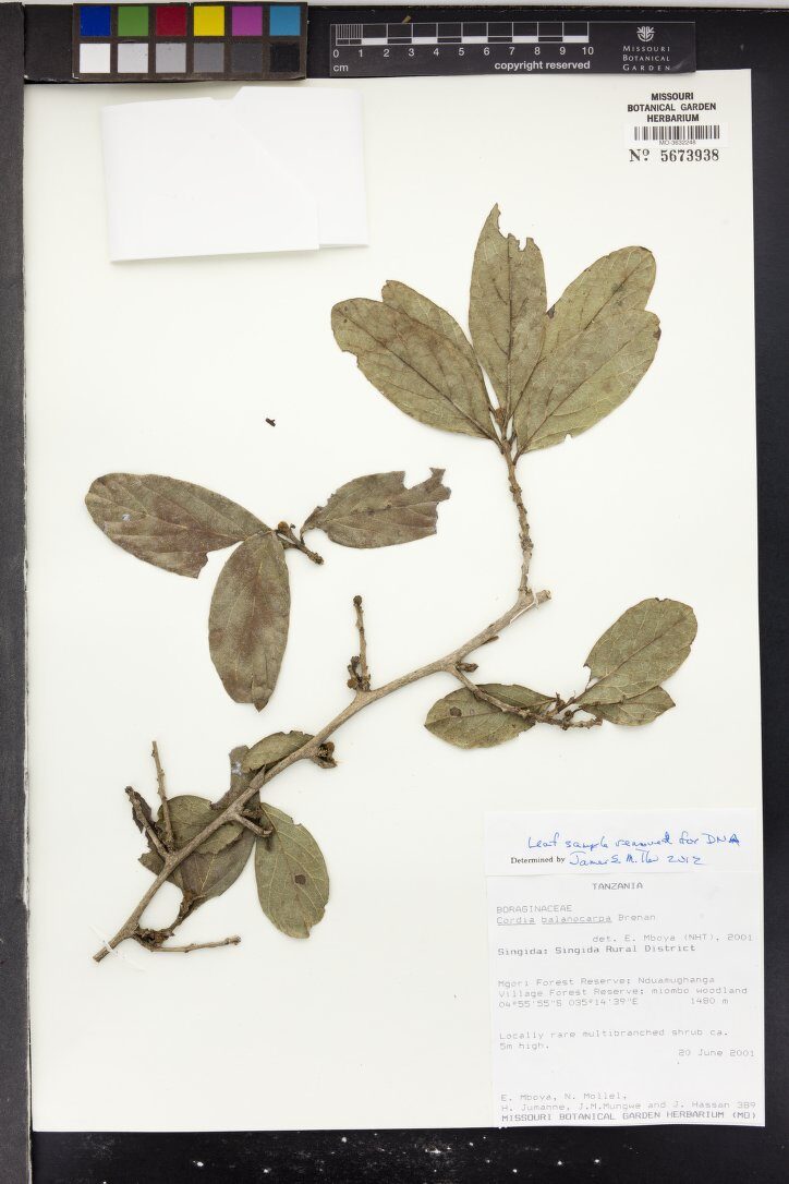Cordia balanocarpa