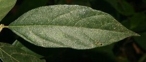 Cordia bicolor (Muneco) — photo