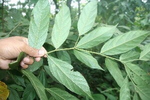 Cordia bicolor