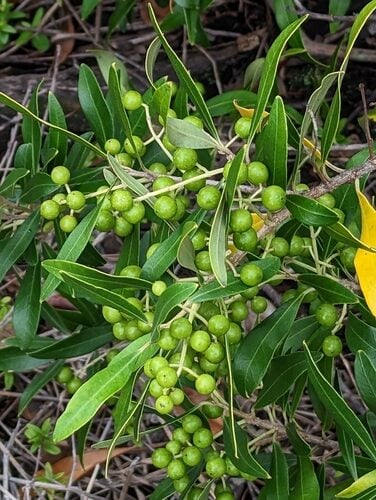 Cordia boissieri (Wild olive) — photo