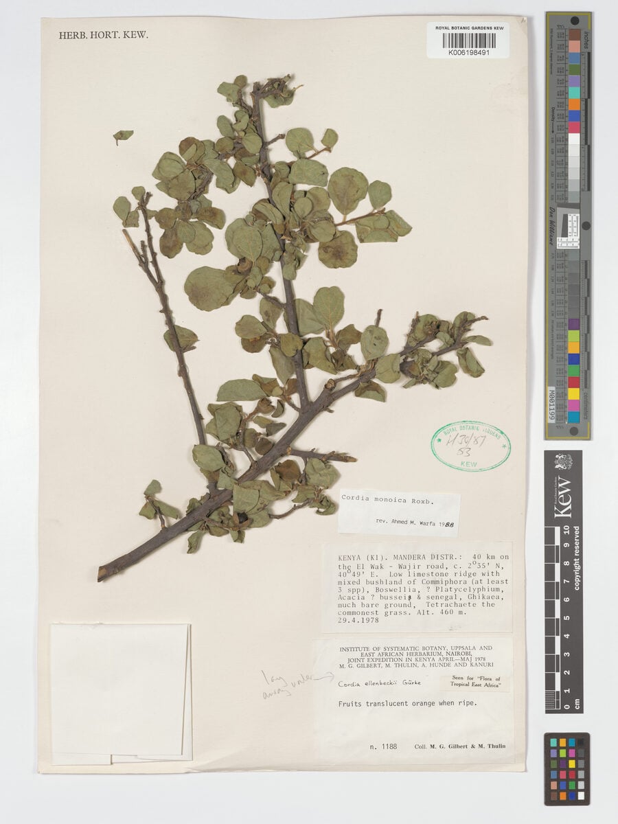 Cordia ellenbeckii — photo