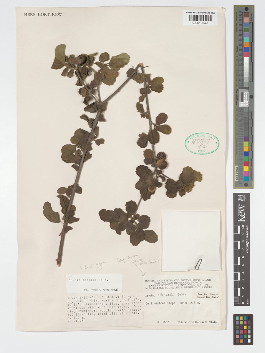 Cordia ellenbeckii — photo