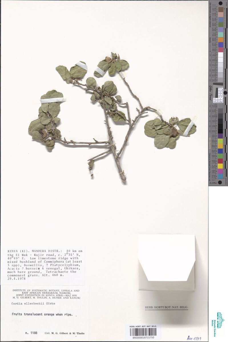 Cordia ellenbeckii
