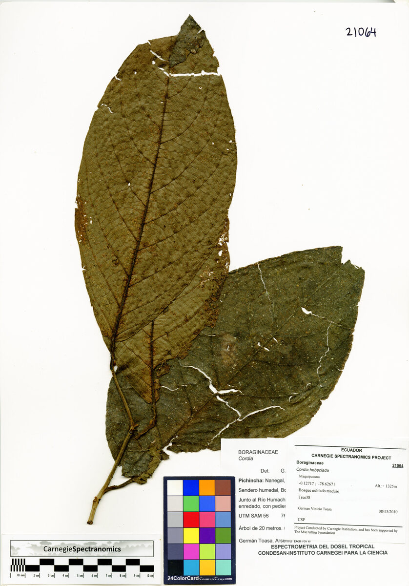 Cordia hebeclada (Lataringue) — photo