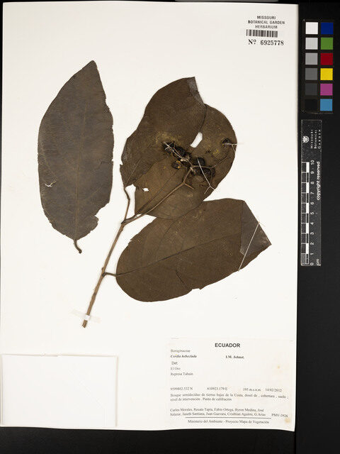 Cordia hebeclada