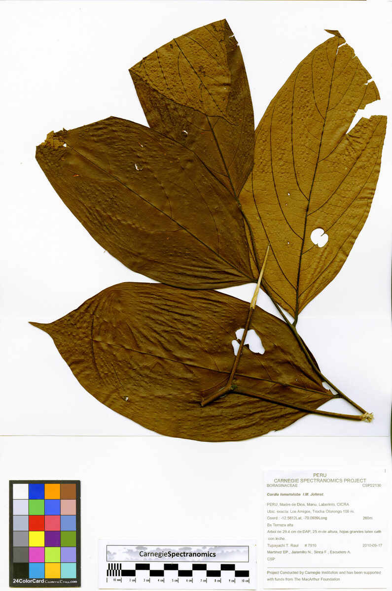 Cordia lomatoloba — photo