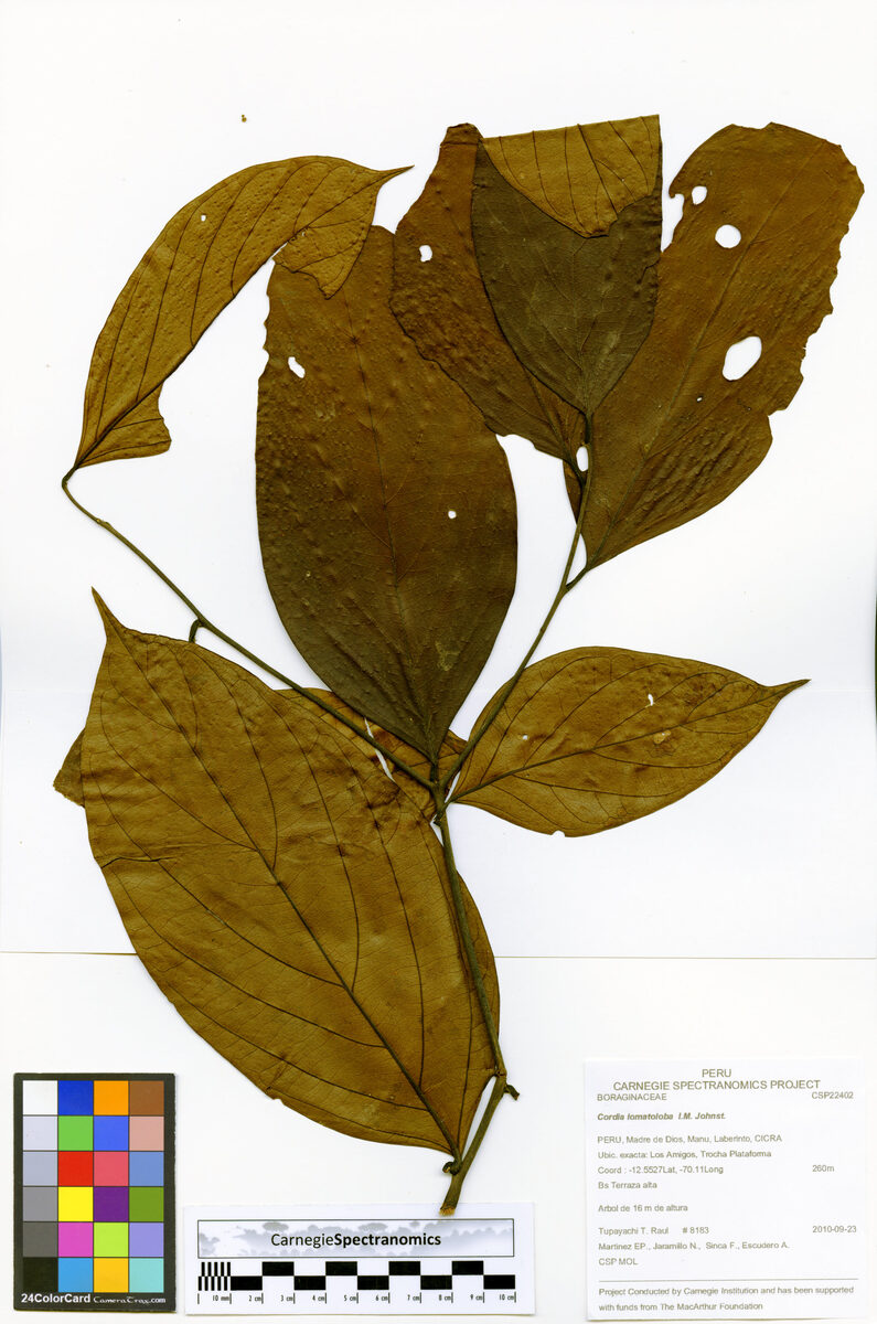 Cordia lomatoloba