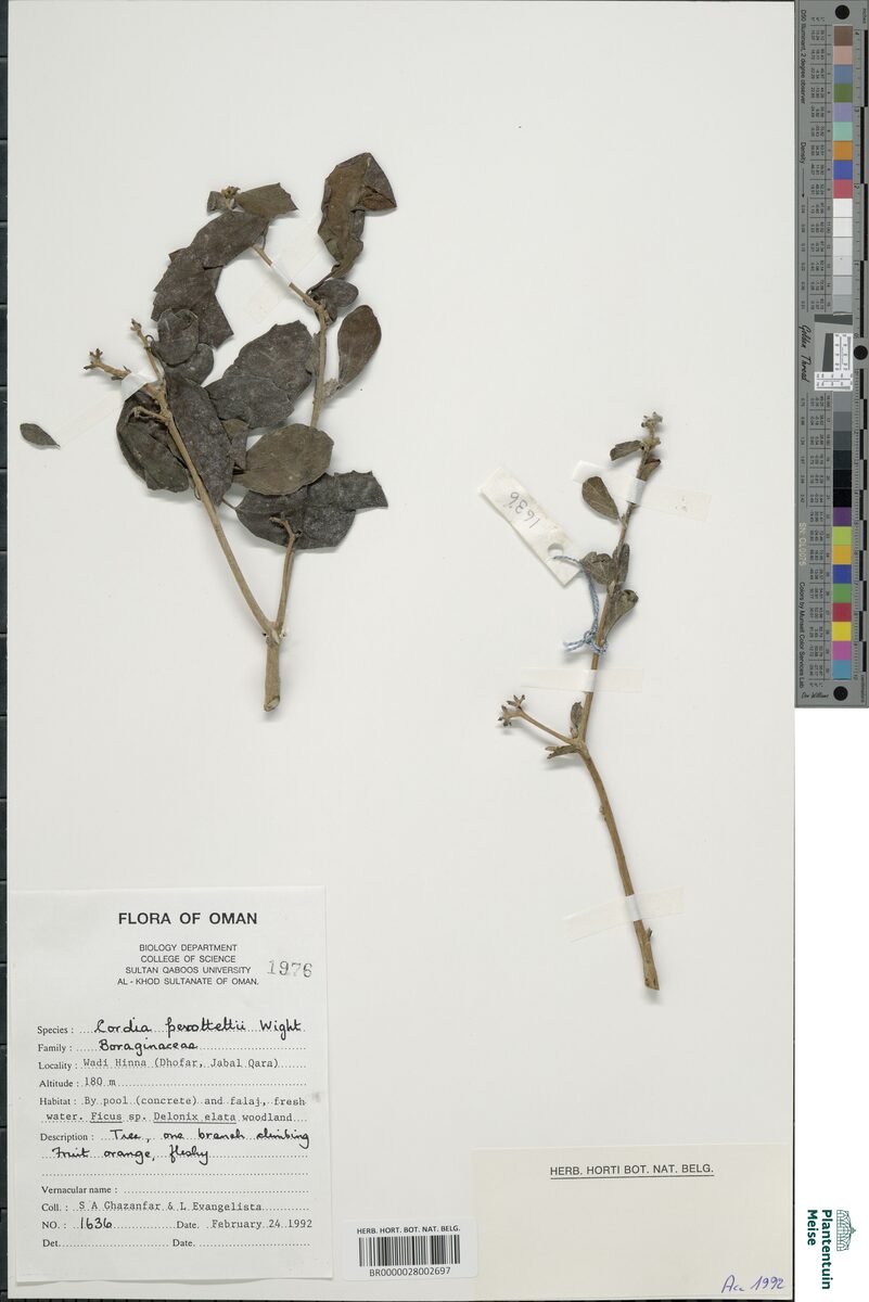 Cordia perrottetii