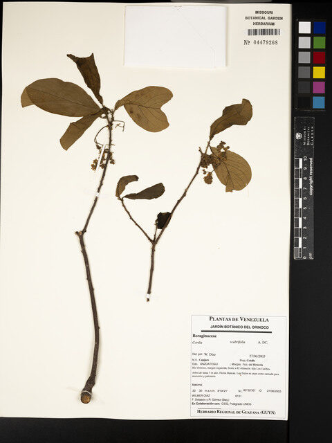 Cordia scabrifolia — photo