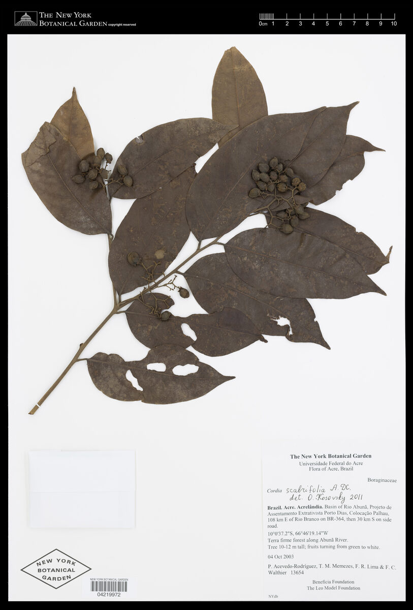 Cordia scabrifolia