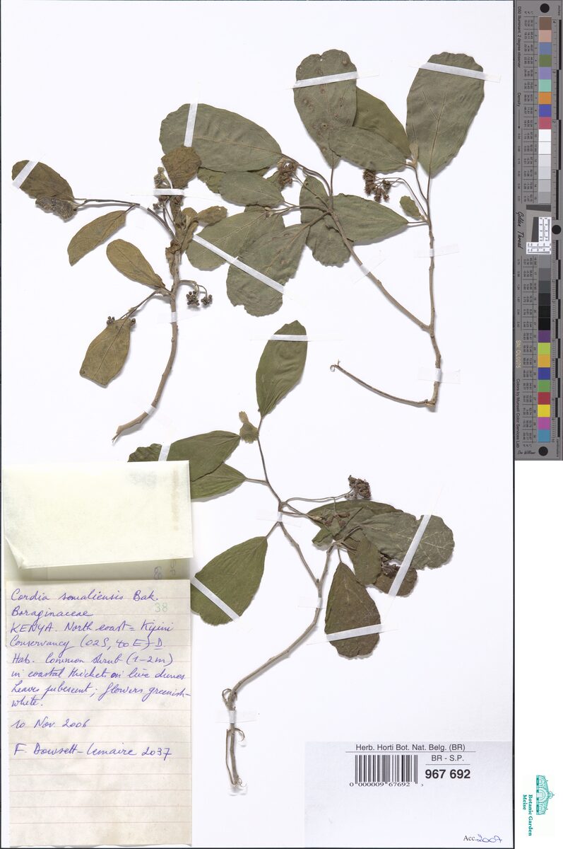 Cordia somaliensis — photo