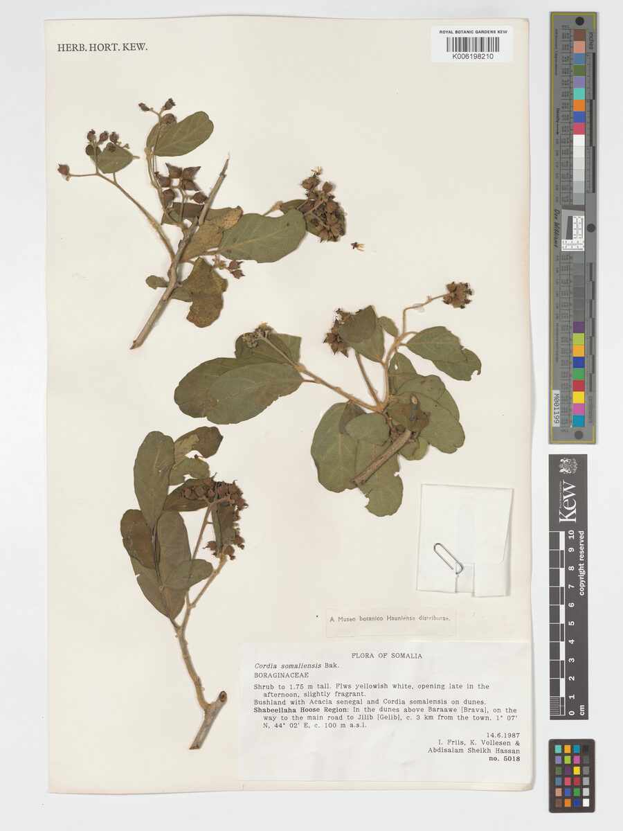 Cordia somaliensis — photo