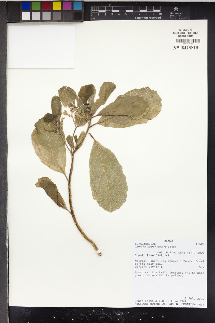 Cordia somaliensis