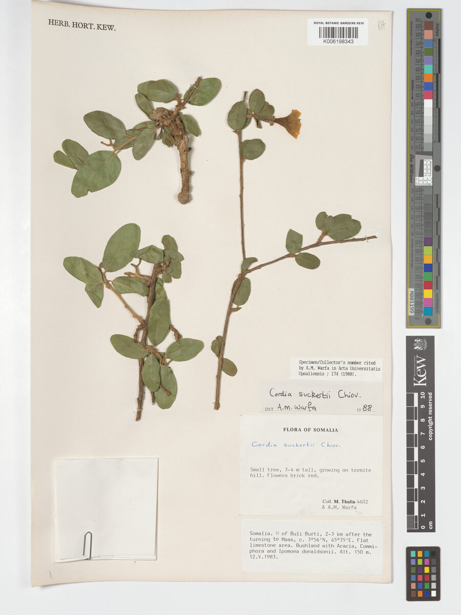 Cordia suckertii — photo