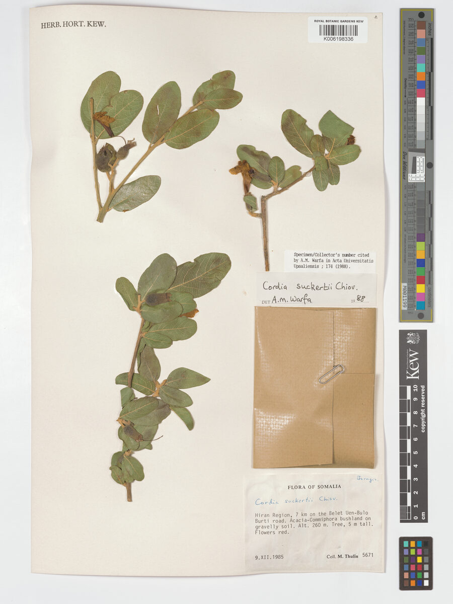 Cordia suckertii