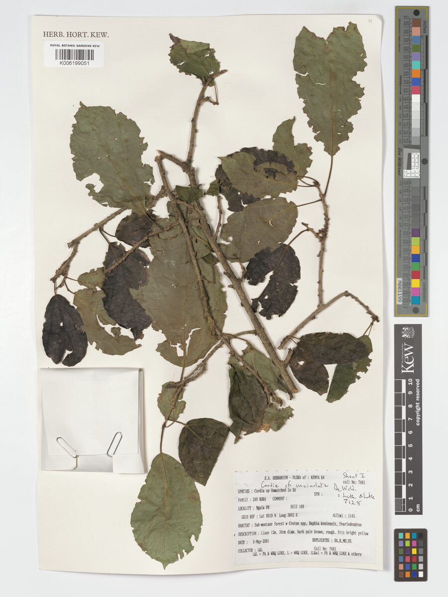 Cordia uncinulata — photo