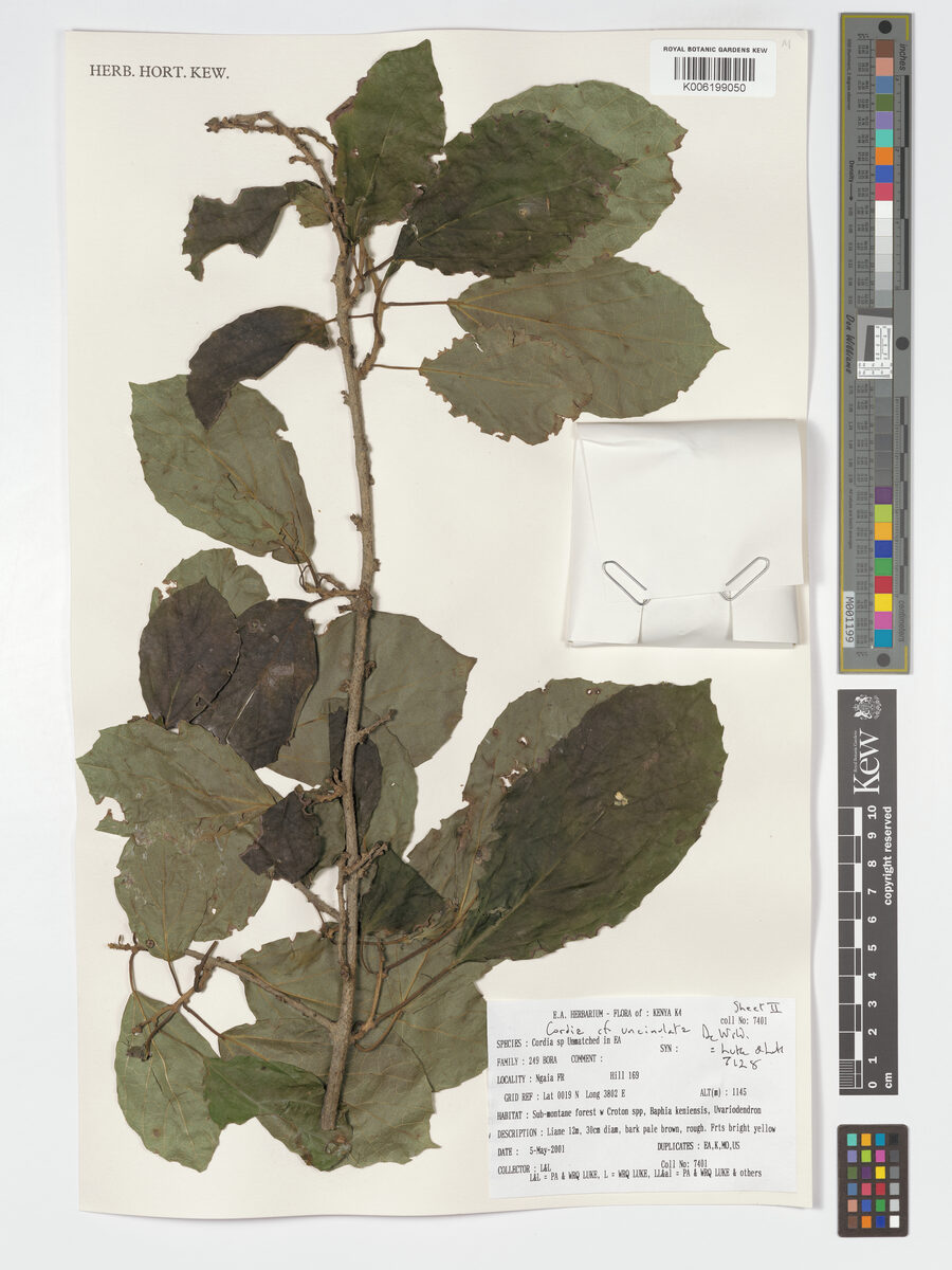 Cordia uncinulata