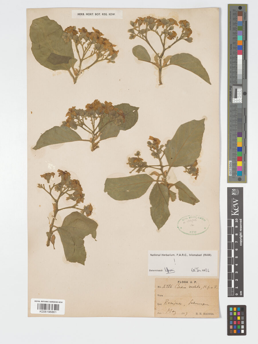 Cordia vestita (Bairola) — photo