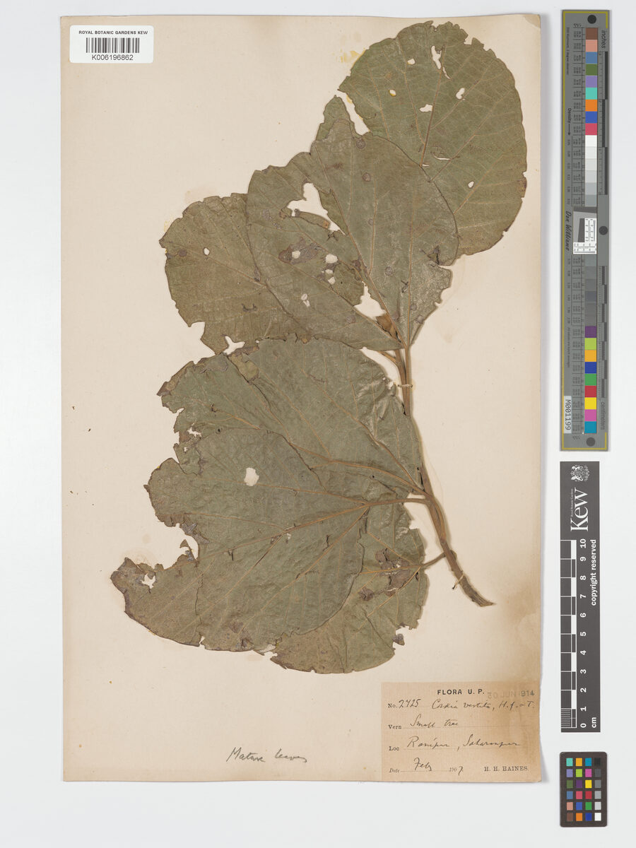 Cordia vestita