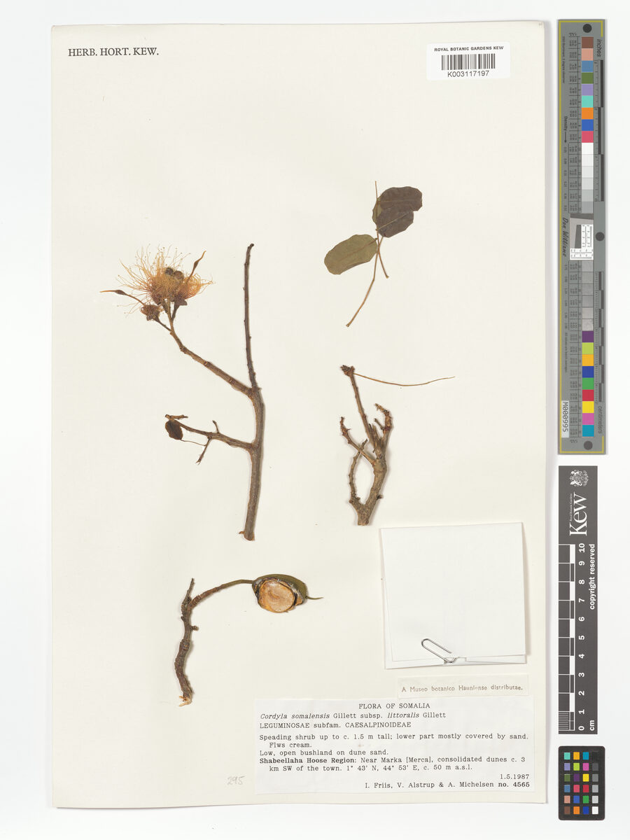 Cordyla somalensis — photo