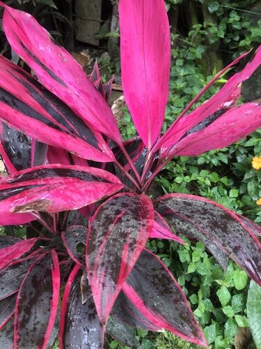 Cordyline fruticosa (Good luck tree) — photo