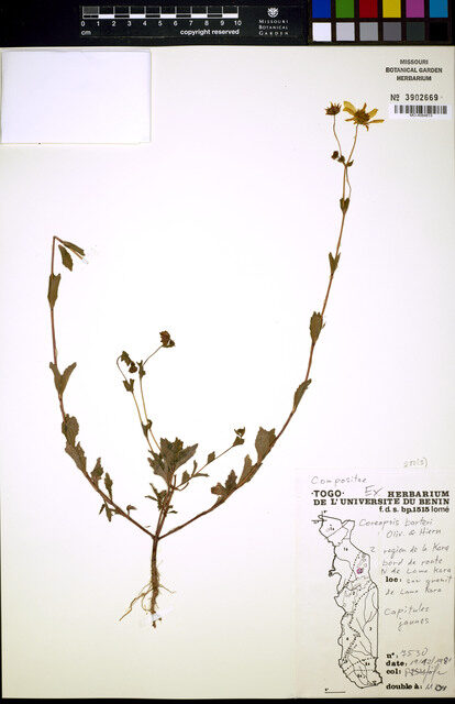 Coreopsis barteri
