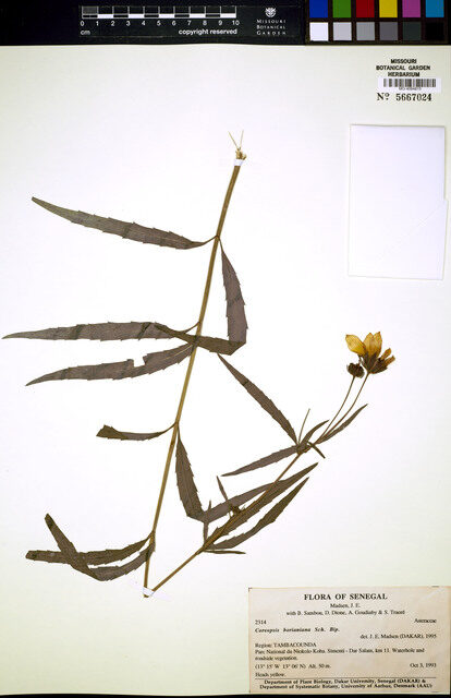 Coreopsis borianiana