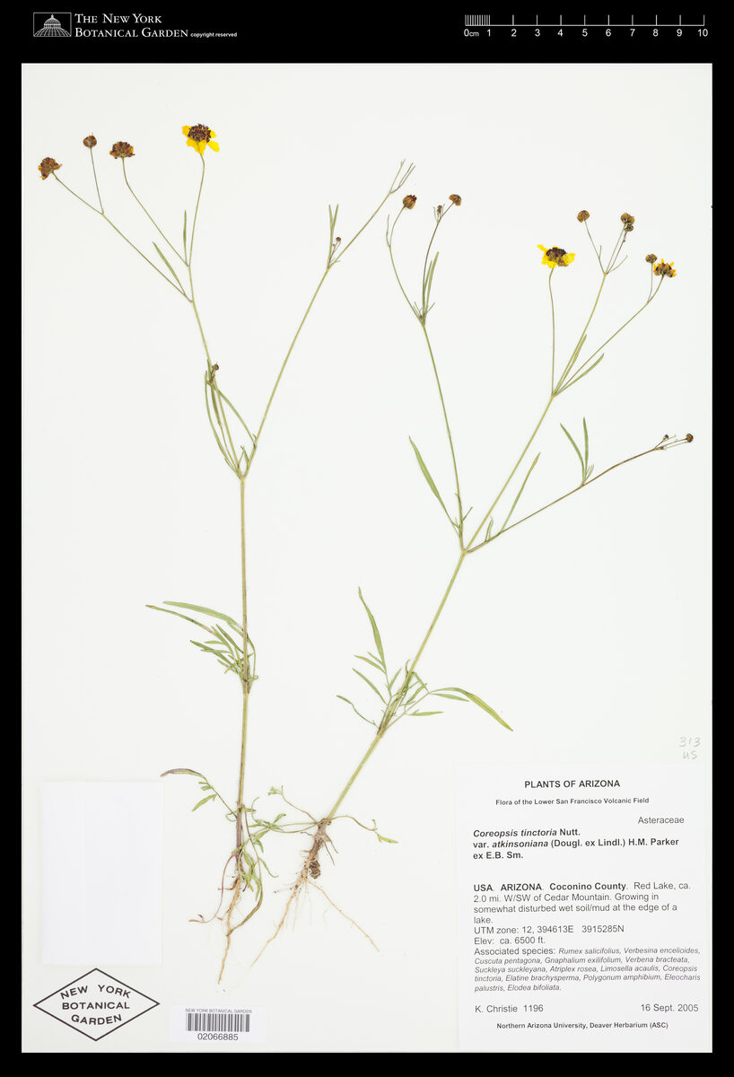 Coreopsis tinctoria atkinsoniana - (Douglas. ex Lindl.)Parker. (Coreopsis) — photo