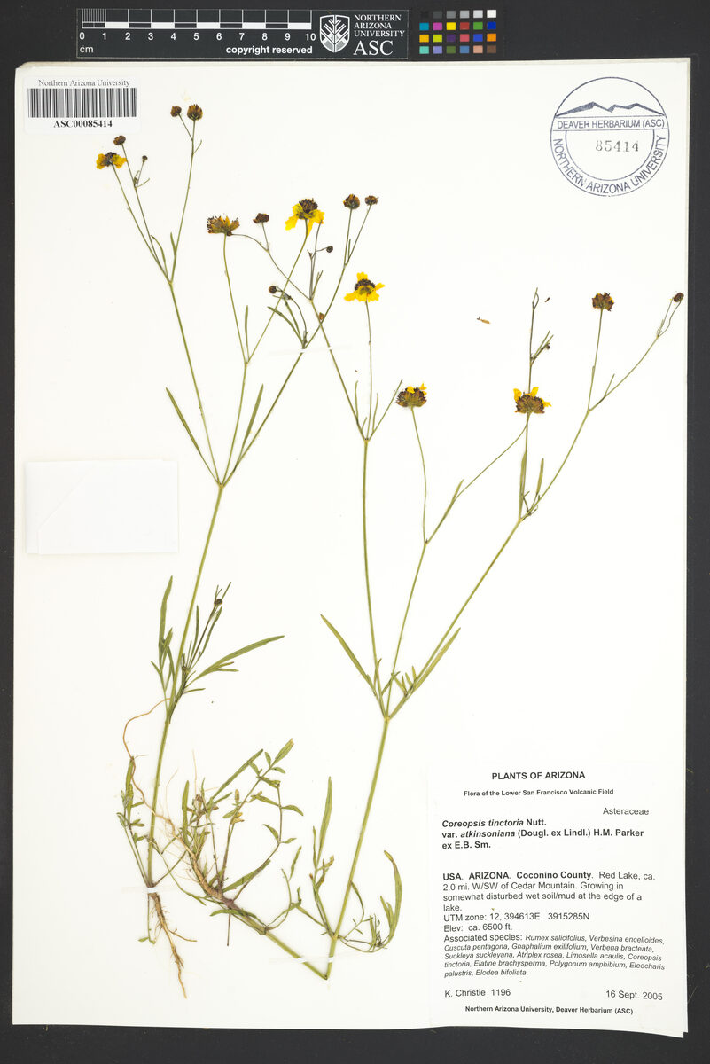 Coreopsis tinctoria atkinsoniana - (Douglas. ex Lindl.)Parker. (Coreopsis) — photo