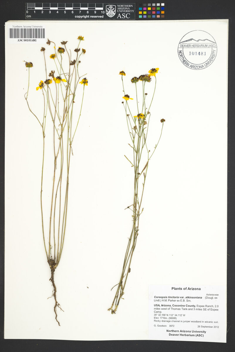 Coreopsis tinctoria atkinsoniana - (Douglas. ex Lindl.)Parker.