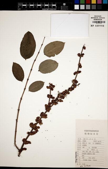 Coriaria napalensis (Masuri Berry) — photo