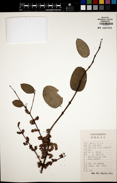 Coriaria napalensis (Masuri Berry) — photo