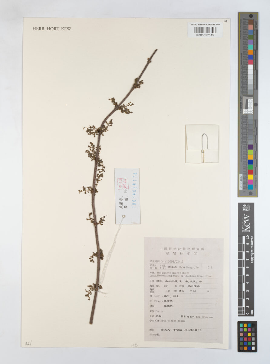 Coriaria napalensis