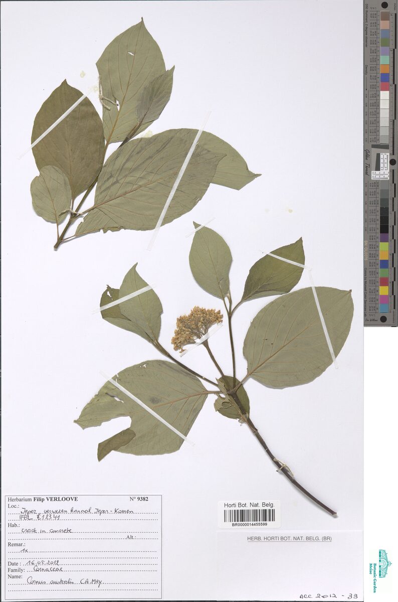 Cornus australis — photo