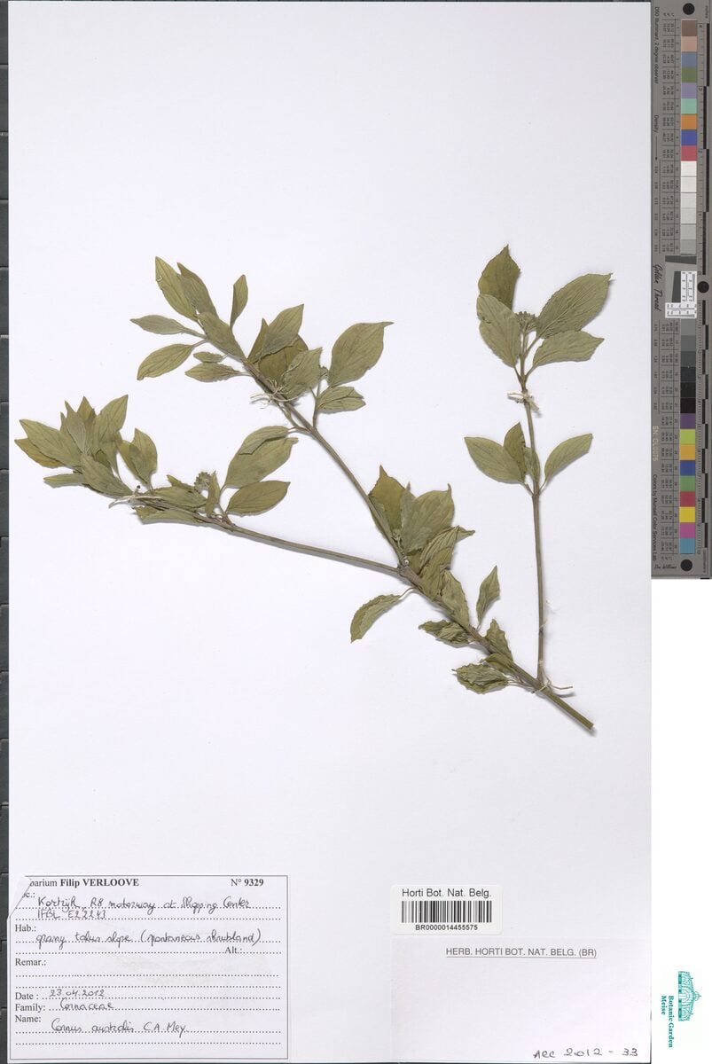 Cornus australis