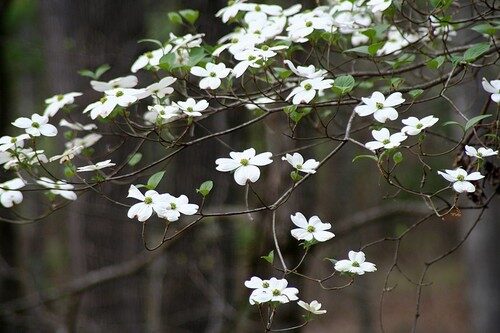 Cornus florida (Flowering Dogwood) — photo