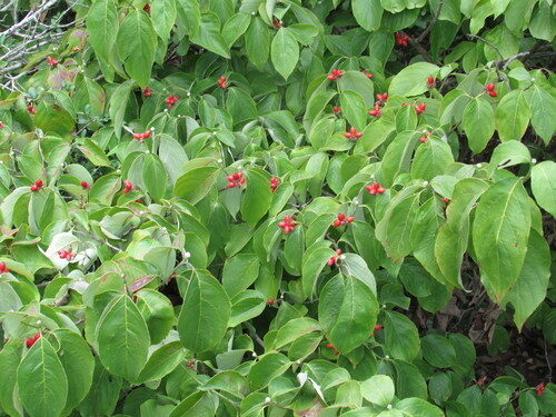 Cornus florida (Flowering Dogwood) — photo