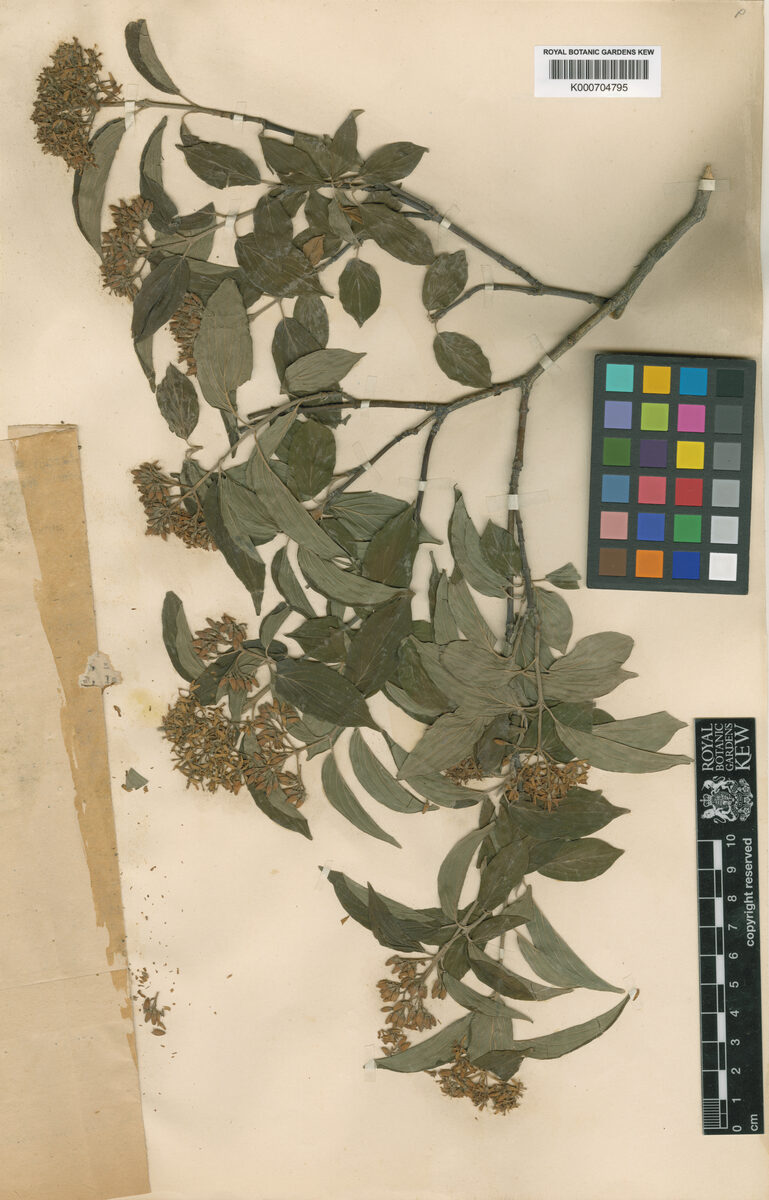 Cornus iberica — photo