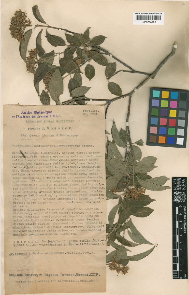 Cornus iberica — photo