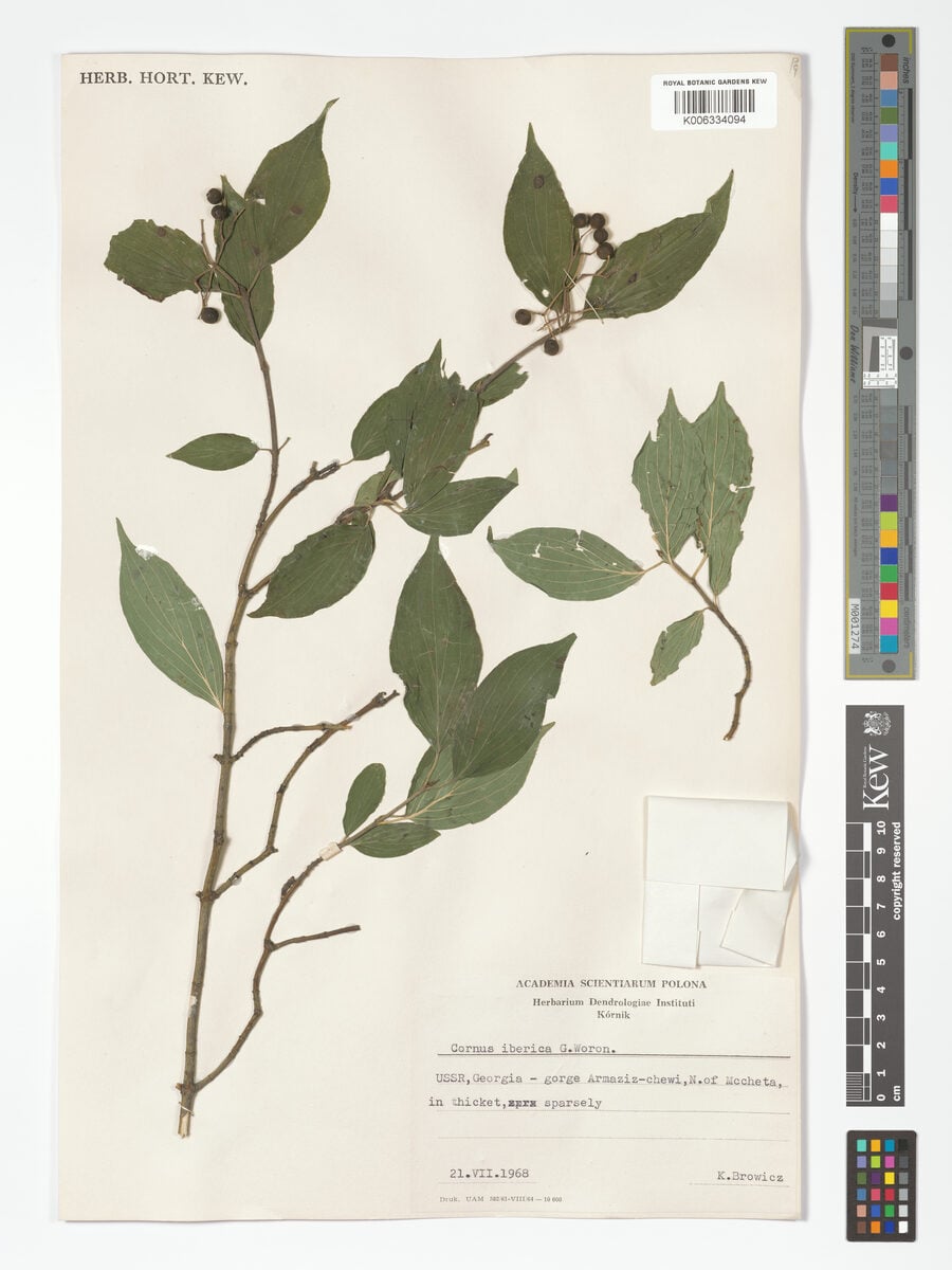 Cornus iberica