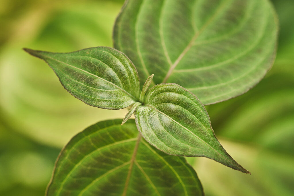 Cornus kousa chinensis (Japanese Dogwood) — photo