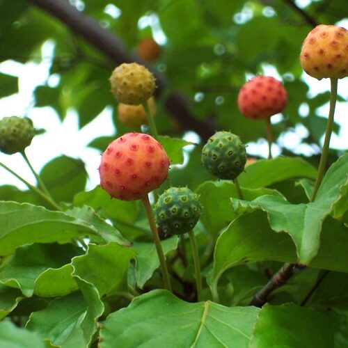 Cornus kousa chinensis (Japanese Dogwood) — photo