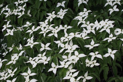 Cornus kousa chinensis (Japanese Dogwood) — photo