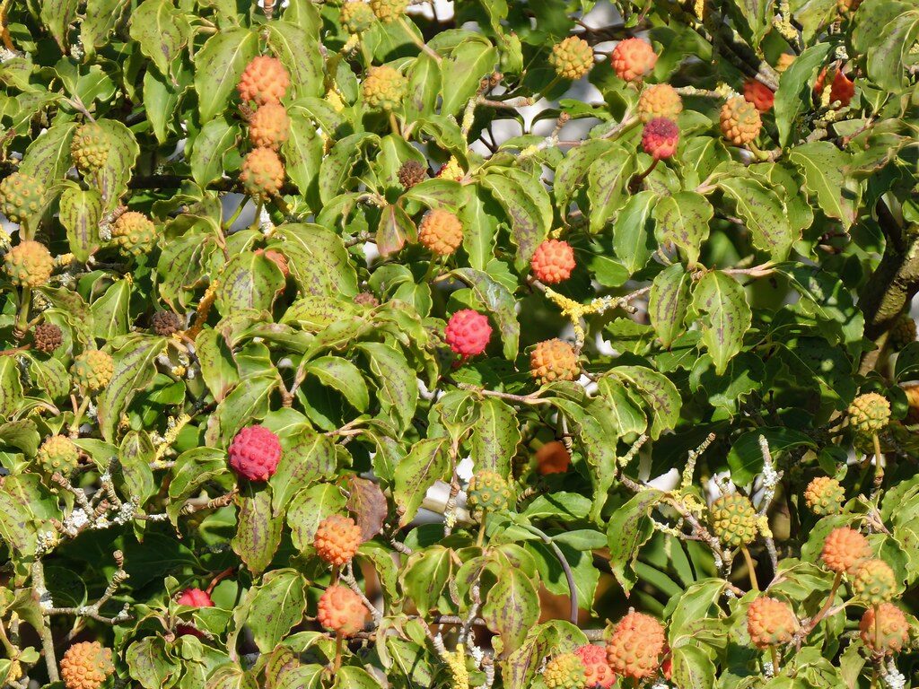 Cornus kousa subsp. chinensis (Japanese dogwood) — photo