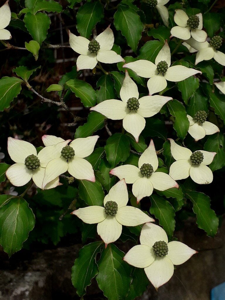 Cornus kousa subsp. chinensis