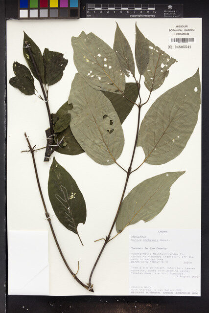 Cornus monbeigii