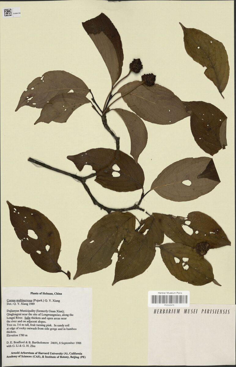 Cornus multinervosa - (Pojark.)Q.Y.Xiang. — photo