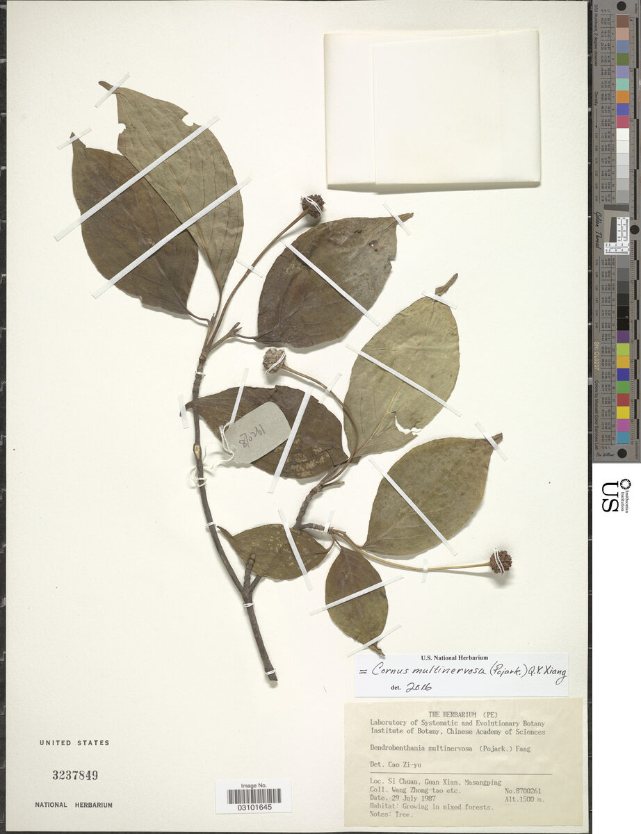 Cornus multinervosa - (Pojark.)Q.Y.Xiang. — photo