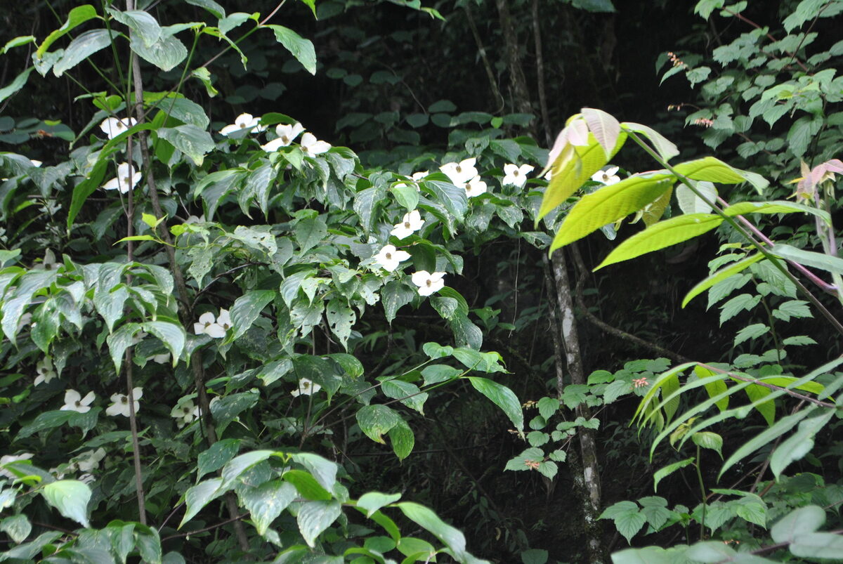Cornus multinervosa - (Pojark.)Q.Y.Xiang.