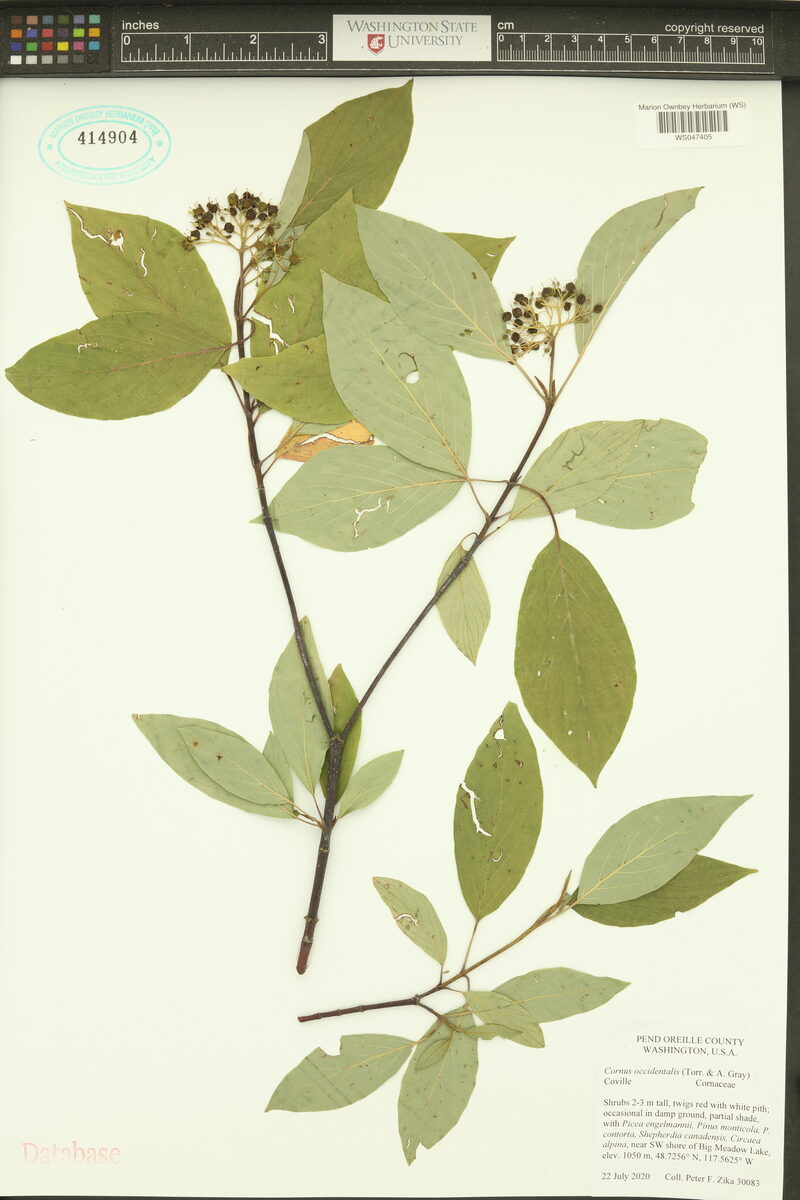 Cornus occidentalis (Western Dogwood) — photo